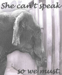 Save Queenie Save Elephants logo